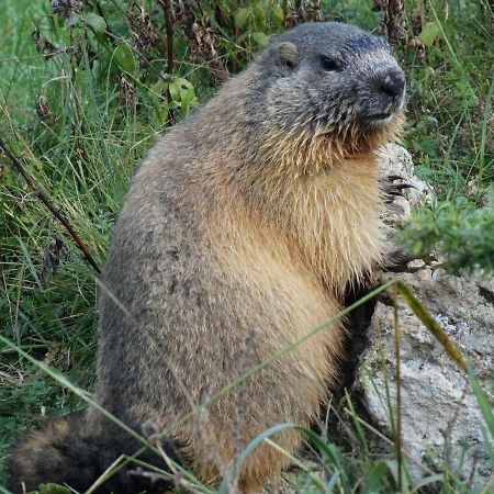 شقة La P'Tite Marmotte غافارني المظهر الخارجي الصورة